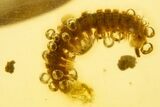 Polished Colombian Copal ( g) - Contains Millipede and Larva! #304158-1